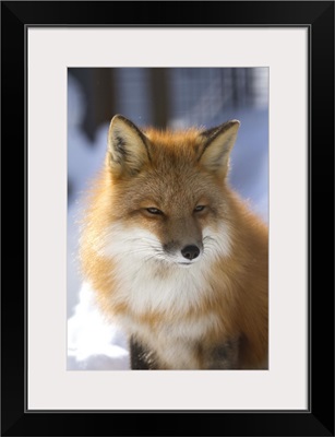 An adult Red fox in the Anchorage area of Alaska