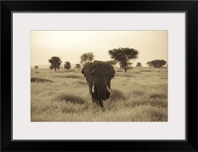 An African Elephant Walks Through The Serengeti Plains