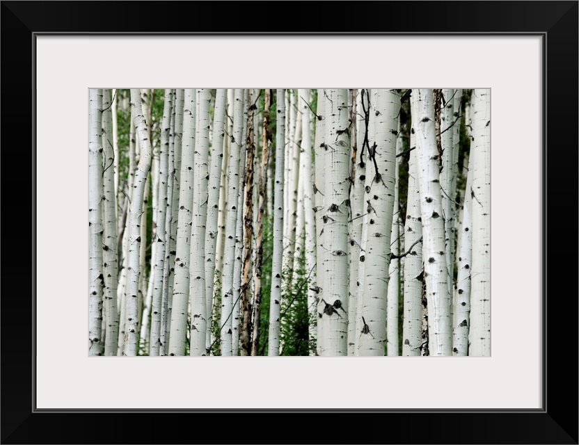 An aspen grove in the Colorado mountains.