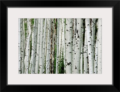 An aspen grove in the Colorado mountains.