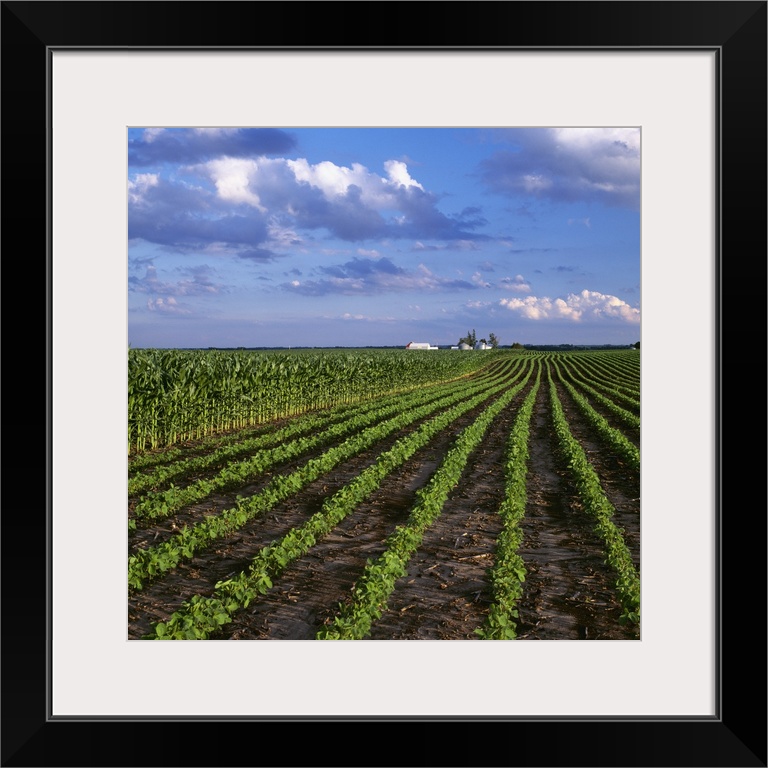 An early growth soybean field grows next to a mid growth field of grain corn