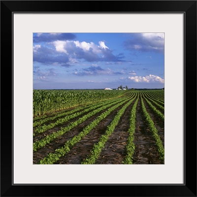 An early growth soybean field grows next to a mid growth field of grain corn