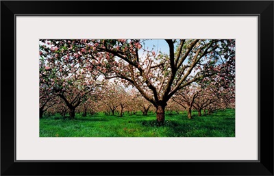 Apple Orchard, County Armagh, Ireland