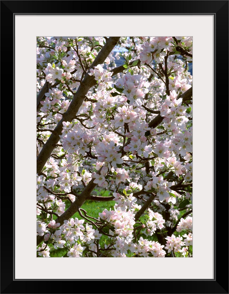 Apple tree in full, exceptionally heavy bloom, near Oroville, Washington