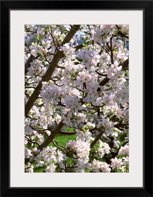 Apple tree in full, exceptionally heavy bloom, near Oroville, Washington