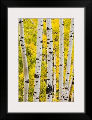 Aspen In Autumn, Jasper National Park, Alberta, Canada