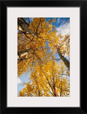 Aspen Trees Fall Colors