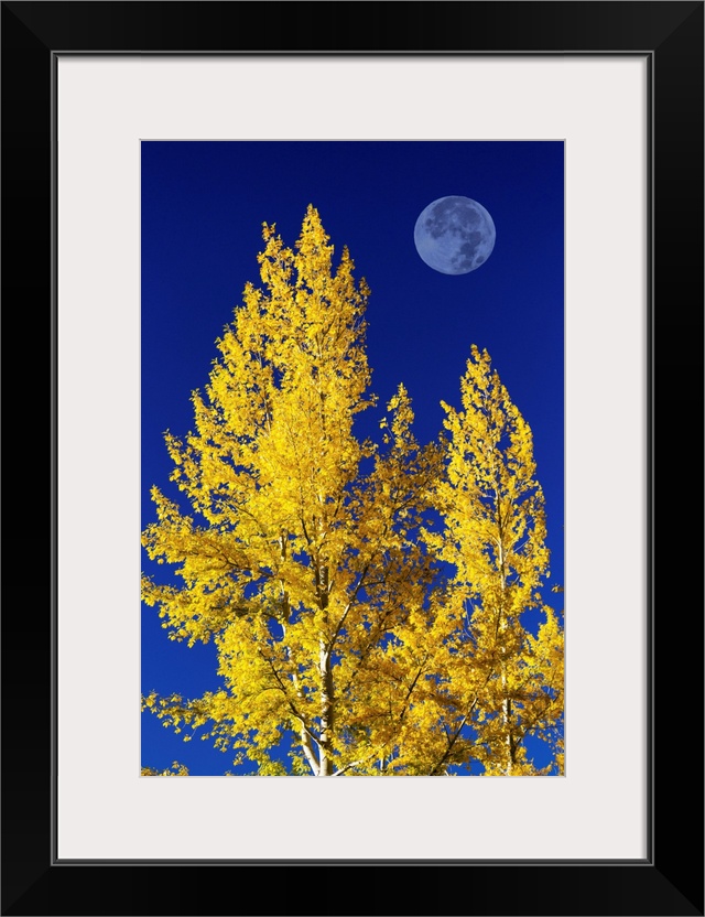 Aspen Trees In Autumn With Large Full Moon And Blue Sky, Calgary, Alberta, Canada