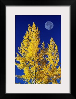 Aspen Trees In Autumn With Large Full Moon And Blue Sky, Calgary, Alberta, Canada