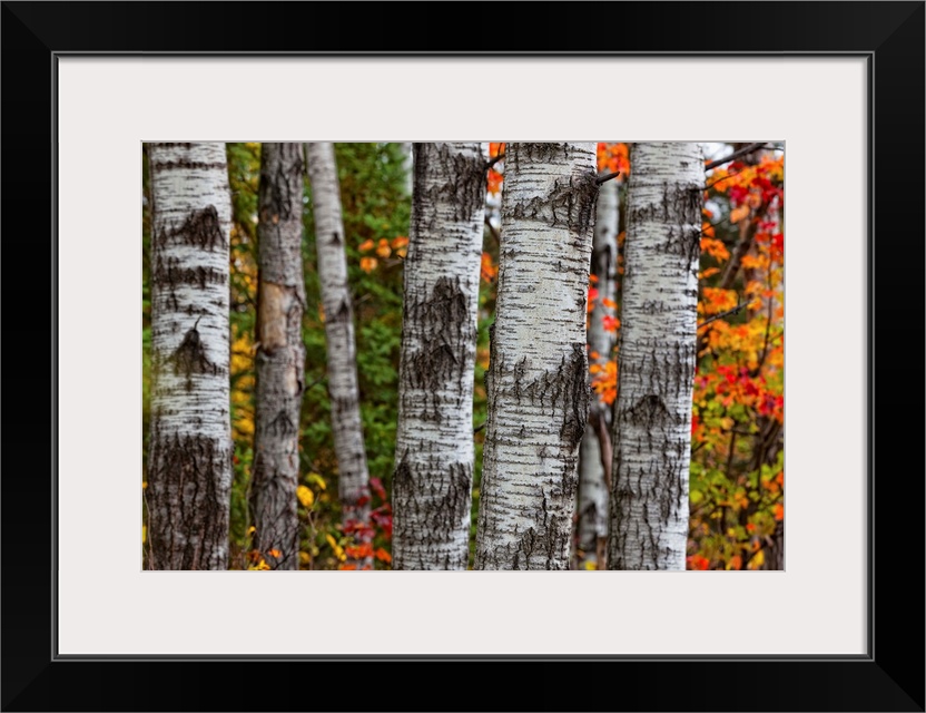 Aspen Trees Surrounded By Colourful Autumn Leaves In Algonquin Provincial Park; Ontario Canada