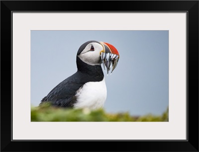 Atlantic Puffin Carrying Mouthful Of Spearing Baitfish To Feed Its Chicks, Iceland