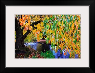 Autumn Colors Along Johnson Creek At Westmorland Park, Portland, Oregon