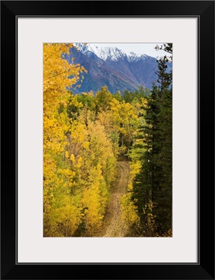 Autumn colors line a dirt road, Alaska