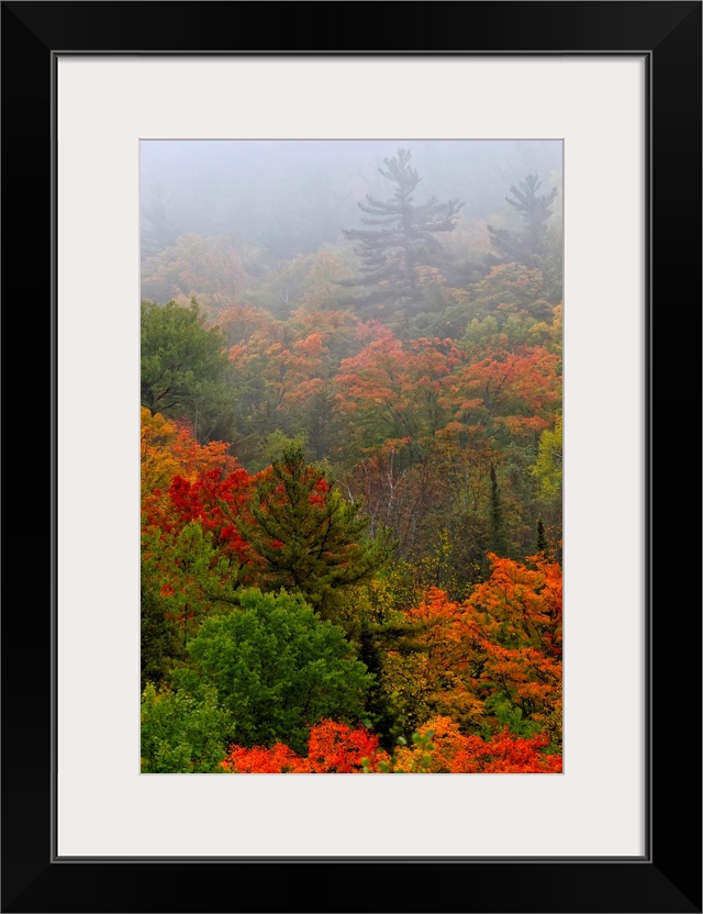 Autumn Colours In The Mist In Cottage Country, Ontario, Canada