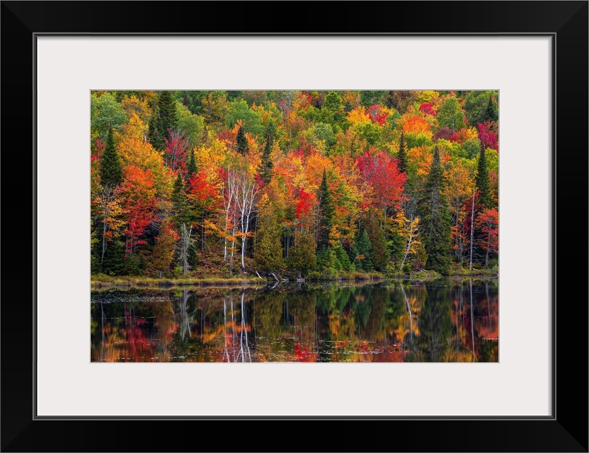 Vibrant autumn coloured foliage in a forest along a tranquil lake reflecting the colours; Lac Labelle Region, Quebec, Canada