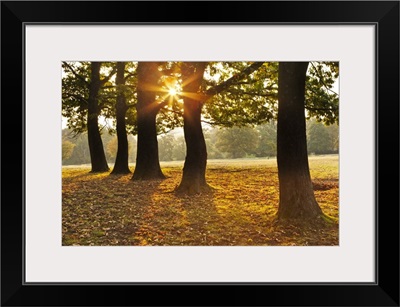 Autumnal Sunrise Viewed Through A Row Of Trees In Knole Park