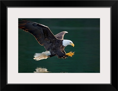 Bald Eagle catching fish along the shoreline Inside Passage Tongass National Forest