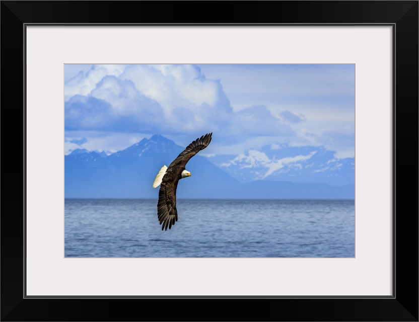 Bald Eagle, Haliaeetus leucocephalus, in flight along the shoreline in Cook Inlet, Alaska.