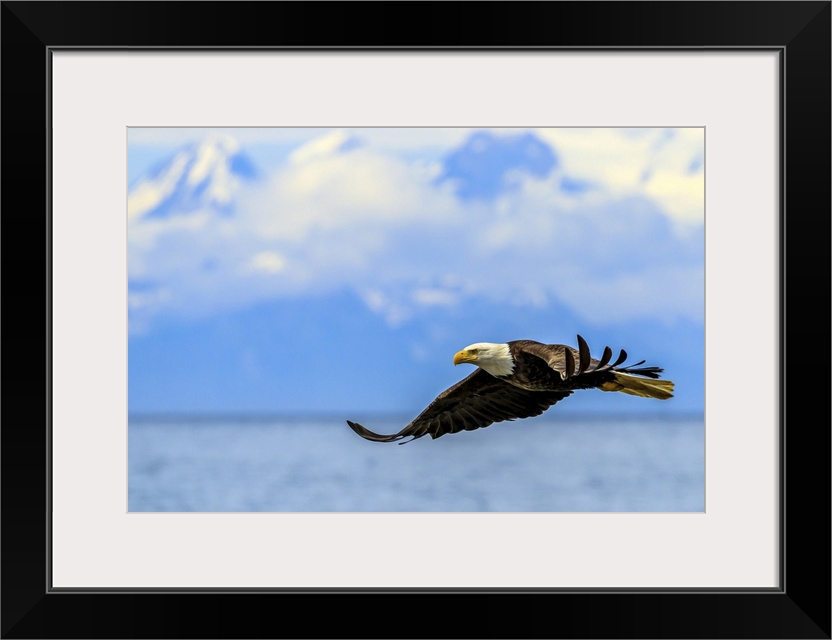 Bald Eagle, Haliaeetus leucocephalus, in flight along the shoreline in Cook Inlet, Alaska.