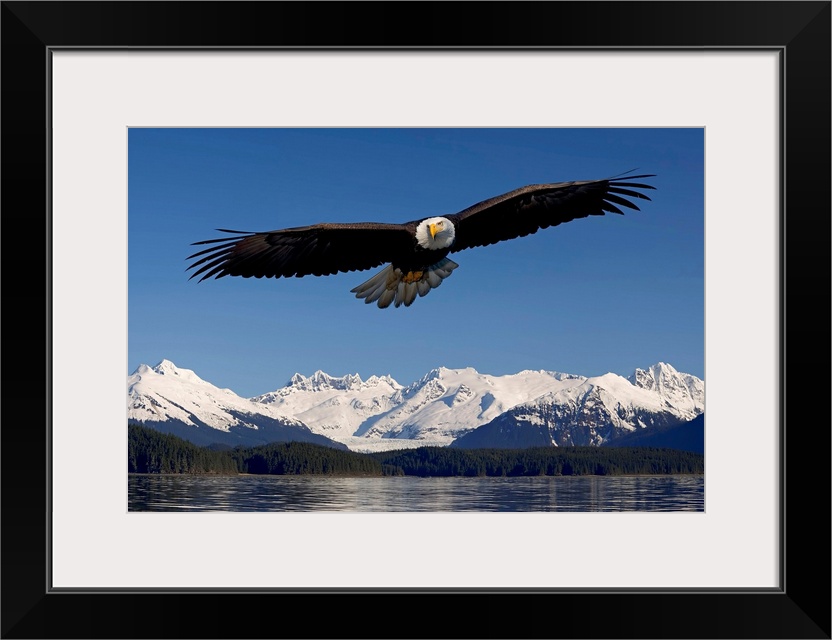 Photo print of an eagle with wide wing span flying over water with snowy rugged mountains in the background.