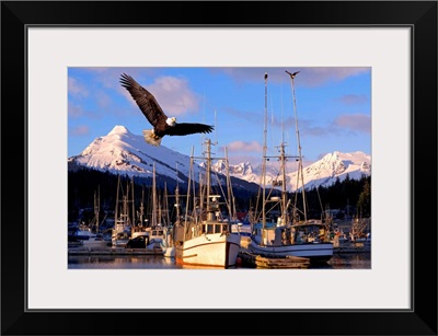 Bald Eagle In Flight Through Auke Bay Boat Harbor Juneau Alaska