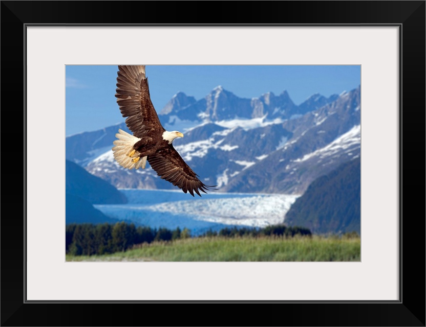 Large, horizontal photograph of a bald eagle in flight, in Tongass National Forest, Alaska.  Snow covered Mendenhall Glaci...