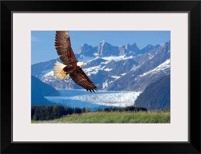 Bald Eagle in flight with Mendenhall Glacier in background