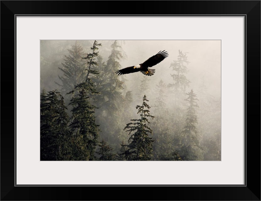 Bald Eagle Soaring Through Misty Tongass Nat Forest Southeast Alaska