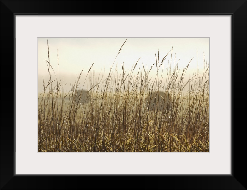 Bales Of Hay In A Field In The Fog; Thunder Bay, Ontario, Canada