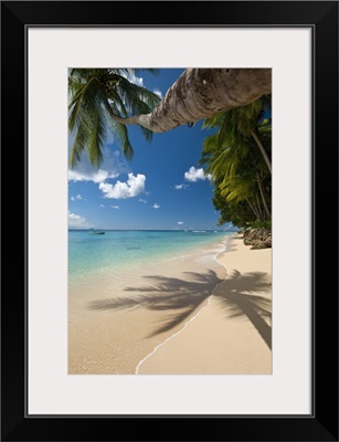 Barbados, Palm tree leaning over beach near Holetown