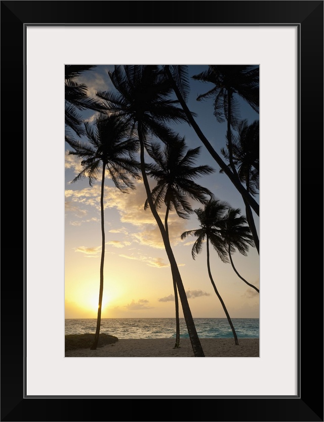 Barbados, Silhouette of palm trees at dawn, Bottom Bay