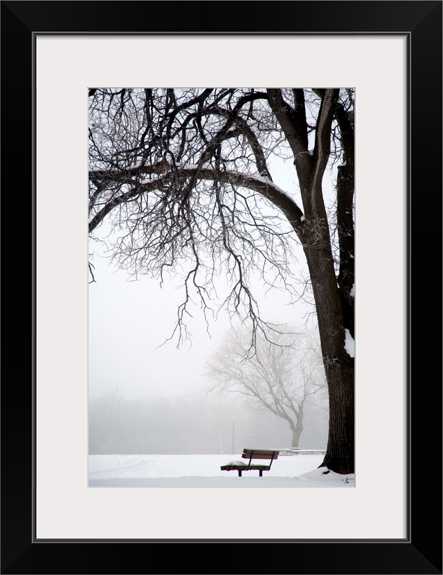 Bare Tree And Park Bench In Winter, Assiniboine Park, Winnipeg, Manitoba, Canada