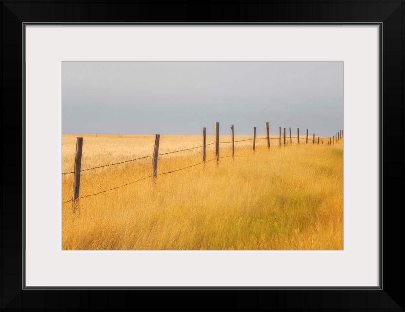 Barley Field And Fenceline, Southern Saskatchewan, Canada