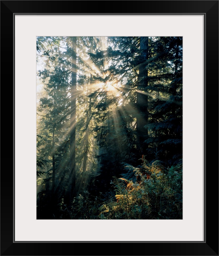 Beams of sunlight shining through trees, Mount Rainier national park. Washington, united states of America.