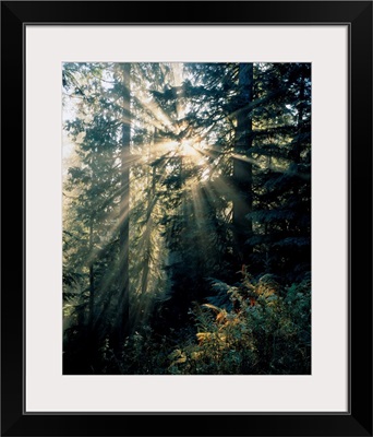 Beams Of Sunlight Shining Through Trees, Mount Rainier National Park, Washington