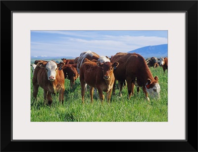 Beef, cow-calf herd on a pasture, Central Montana