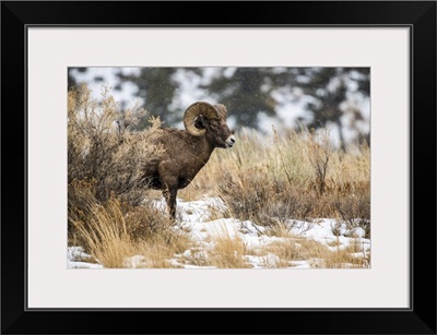 Bighorn Sheep Ram Stands In A Sagebrush Meadow On A Snowy Day, Wyoming, USA