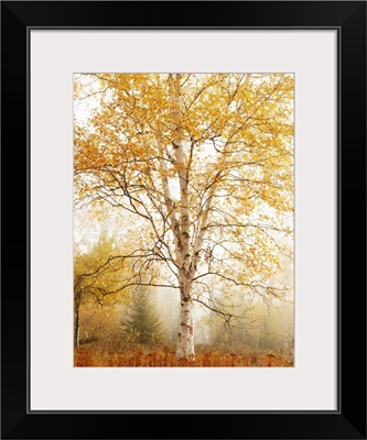 Birch Trees In Autumn, Thunder Bay, Ontario, Canada