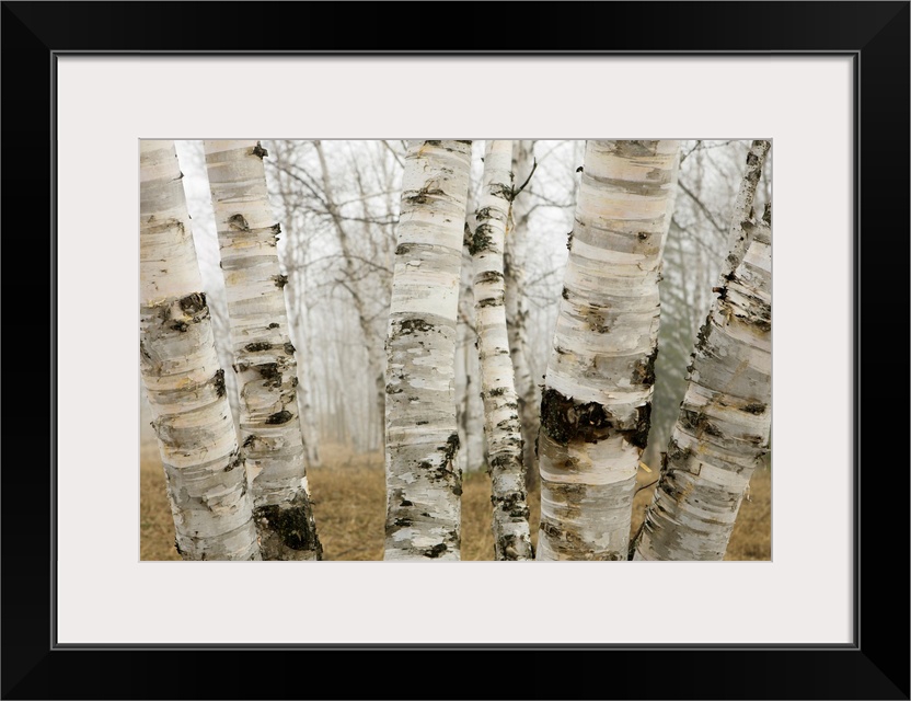 Birch Trees In The Fog In Early Spring, Ontario, Canada