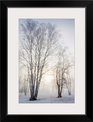 Birch Trees In The Fog In Winter, Ontario, Canada