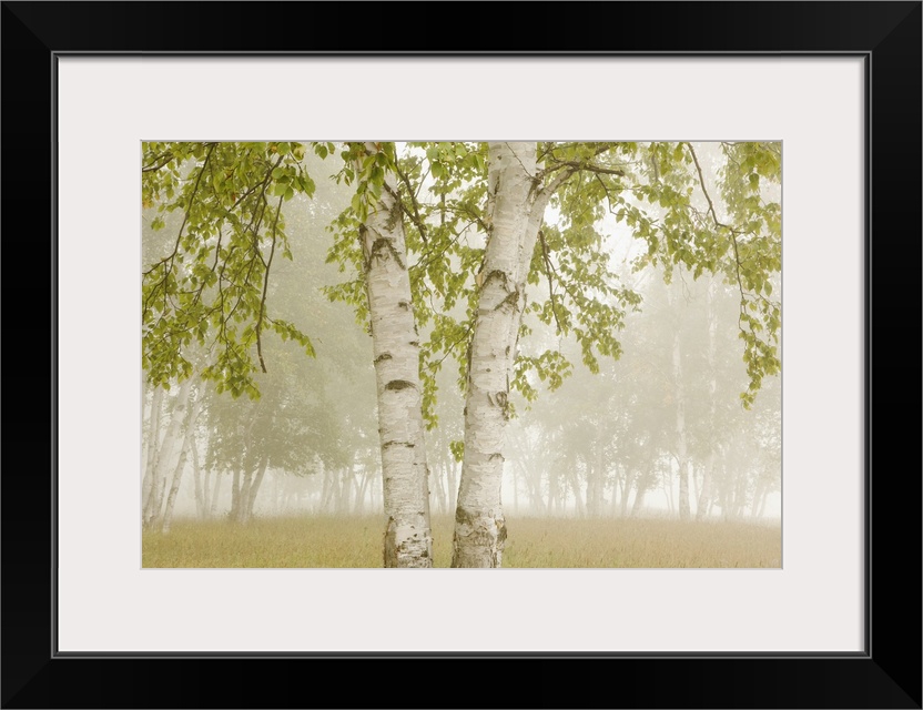 Birch Trees In The Fog; Thunder Bay, Ontario, Canada