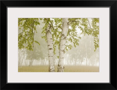 Birch Trees In The Fog; Thunder Bay, Ontario, Canada