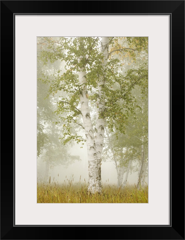 Birch Trees In The Fog; Thunder Bay, Ontario, Canada