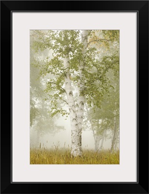 Birch Trees In The Fog; Thunder Bay, Ontario, Canada