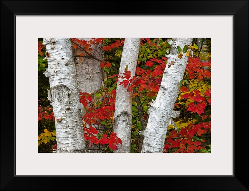 Birch Trees Surrounded By Red Maple Leaves In Algonquin Park, Ontario, Canada