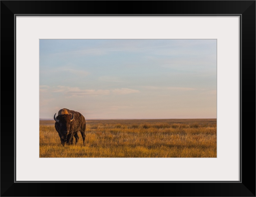 Bison (Bison Bison), Grasslands National Park, Saskatchewan, Canada