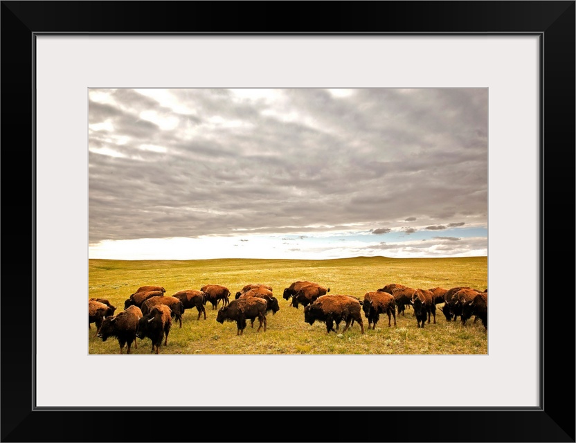 Bison Grazing, Saskatchewan, Canada