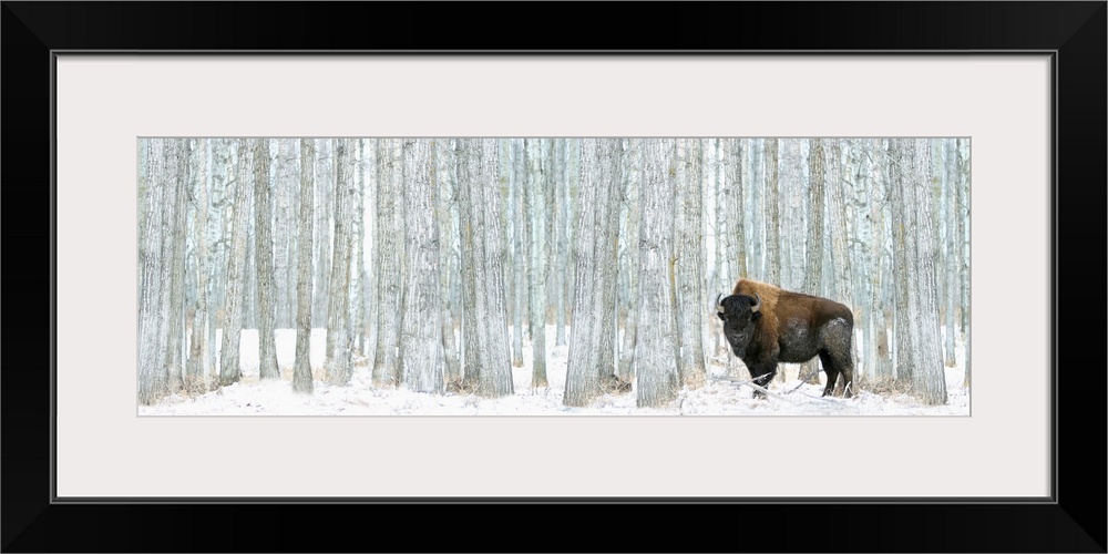 This panoramic photograph of a lone bison standing in front of a stand of white poplar trees is a majestic statement piece...