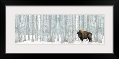 Bison Standing In Snow Among Poplar Trees In Elk Island National Park Alberta, Canada