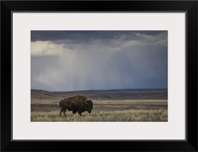 Bison Walking In The Prairies, Grasslands National Park, Saskatchewan, Canada